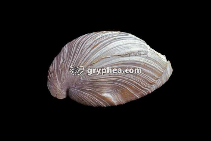 Terebratule (Brachiopode) - gryphea.com